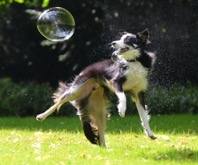 Dog jumping to bubble
