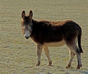 Donkey Standing in Field