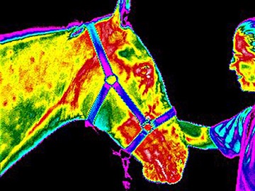 Thermography for Horses