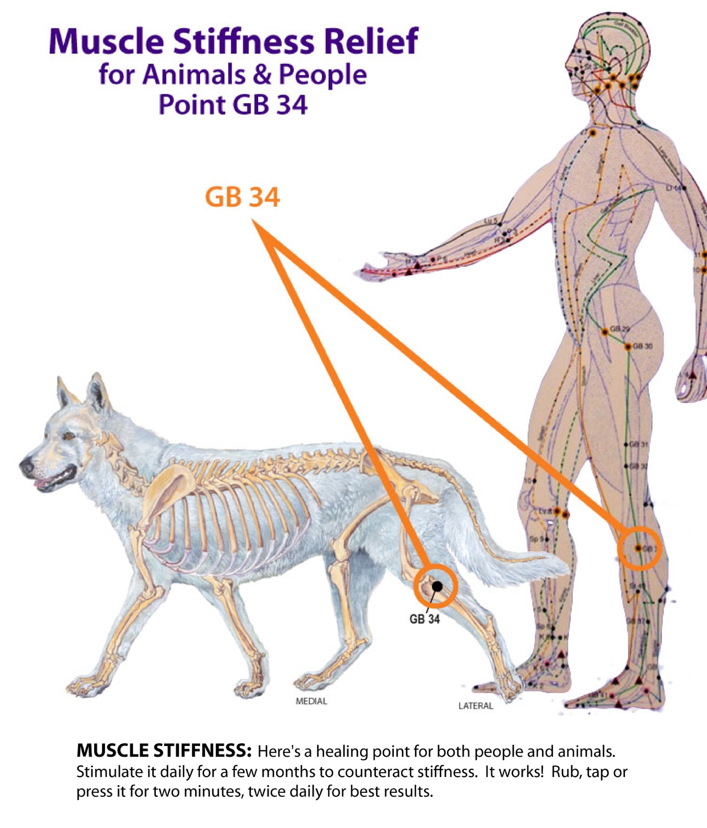 Acupressure Points People and Dogs Stiffness