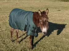 Elderly donkey standing in field