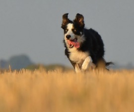 Collie Dog running