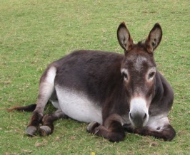 donkey sitting down