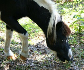 Pony eating