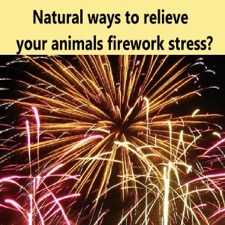 firework can stress animals
