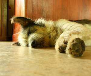 Help your dog enjoy life with canine massage