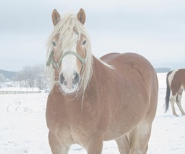 Horse in cold