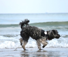 Dog in Sea