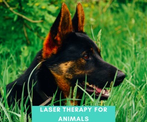 Laser therapy for animals