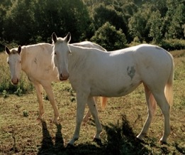 pair of white horses