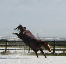 Tara the horse bucking in the snow