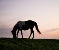 Horse grazing in sunset