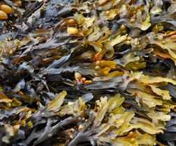 seaweed for animal health