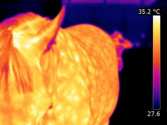 thermography for horses image