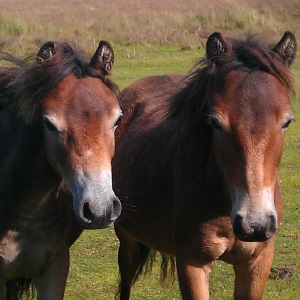 Exmoor Pony Pair